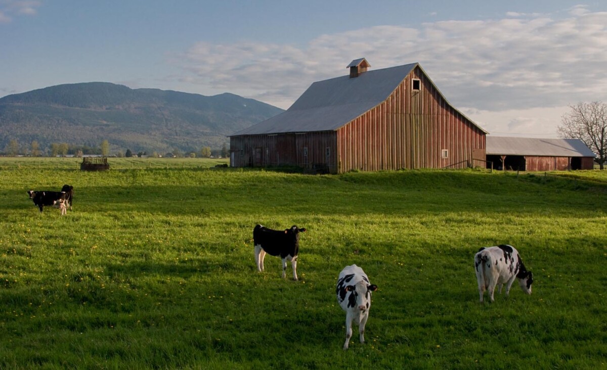 Grazing Dairy Cows